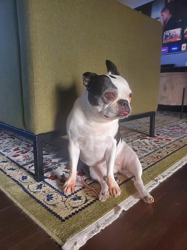 Random photo of a dog