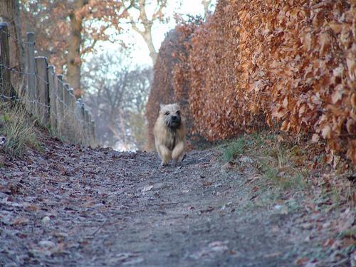Random photo of a dog