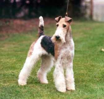 Random photo of a dog