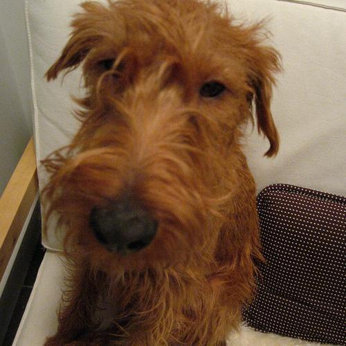 Random photo of a dog