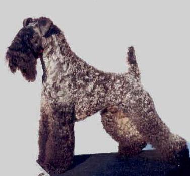 Random photo of a dog