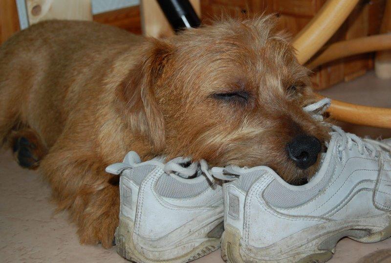 Random photo of a dog