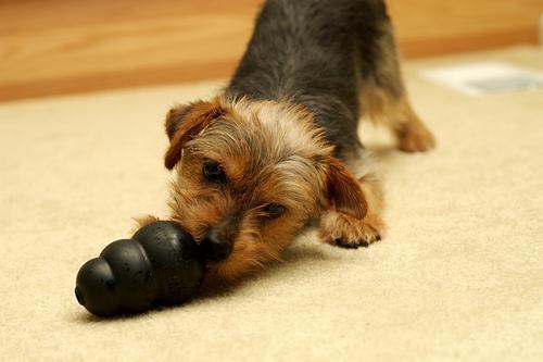 Random photo of a dog