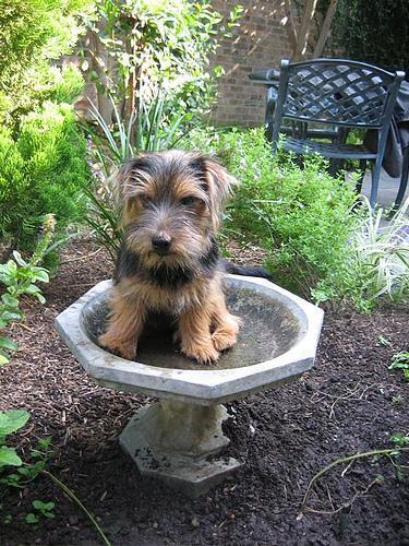 Random photo of a dog