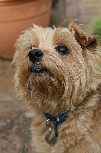 Random photo of a dog