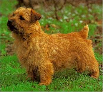 Random photo of a dog