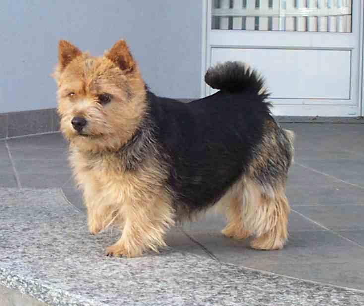 Random photo of a dog