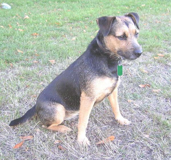 Random photo of a dog