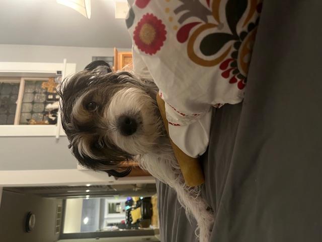 Random photo of a dog