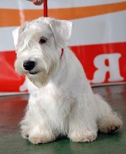 Random photo of a dog