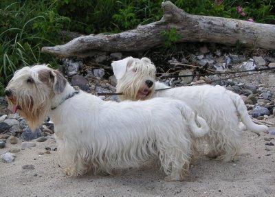 Random photo of a dog