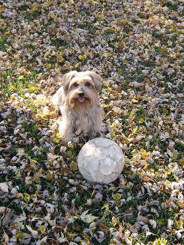 Random photo of a dog