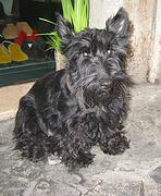 Random photo of a dog