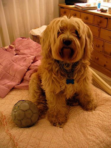 Random photo of a dog