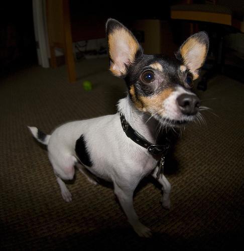 Random photo of a dog