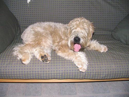 Random photo of a dog