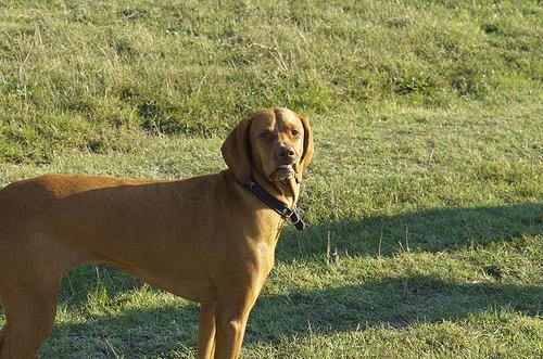 Random photo of a dog