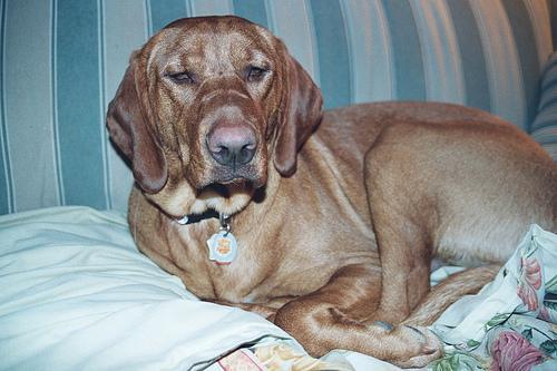 Random photo of a dog
