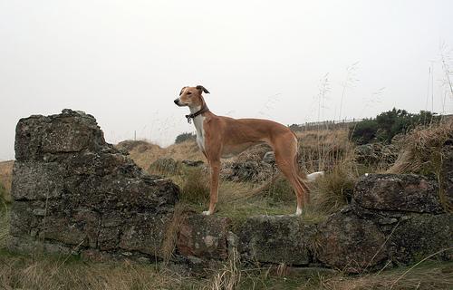 Random photo of a dog